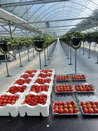 딸기는양양팜