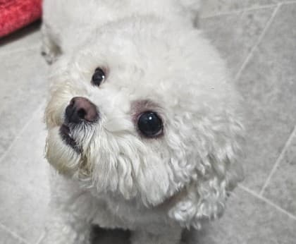 코코넛잡채