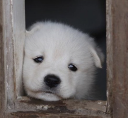 Рuppy