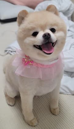내숭미