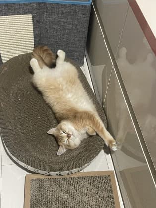동탄치즈야