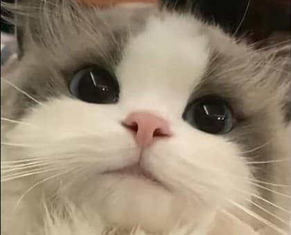 맹끼_