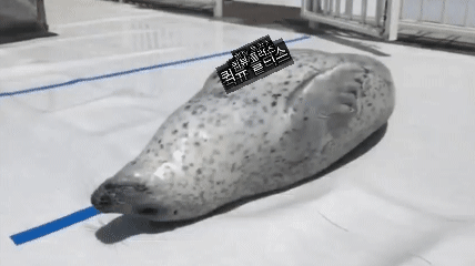 퀵뷰물개 프로필