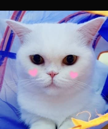 ♥수이