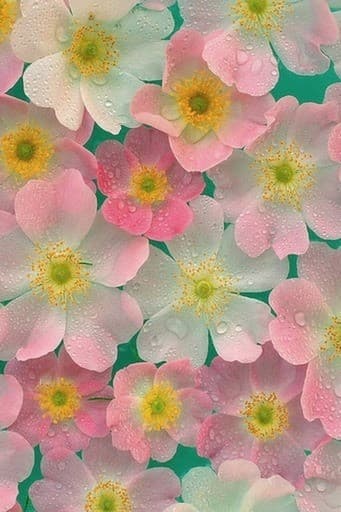 개따듕낫♡
