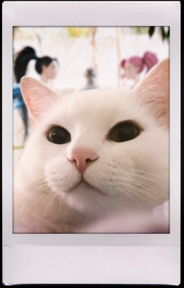 SOOP-kkcat