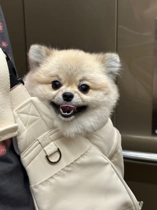 까꿍인데