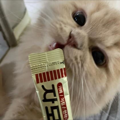 콩가개미
