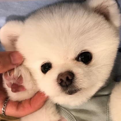 로꿀이 프로필