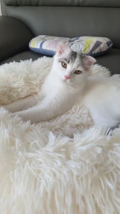 이디♡
