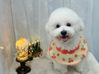 FlaSh.백설이