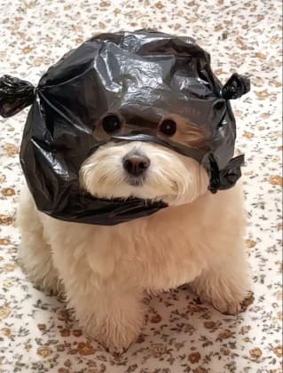 율친