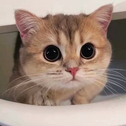 ㅈㅇㅈㄴ