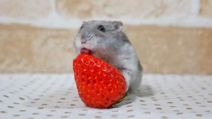 룡두