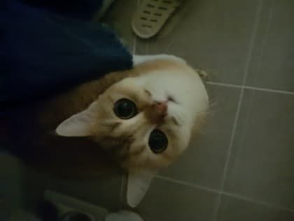숄뛰님
