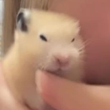 햄니니 프로필