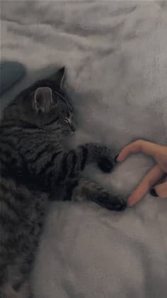 snowfake_