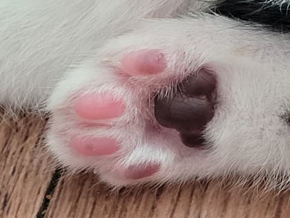 관음중흑구
