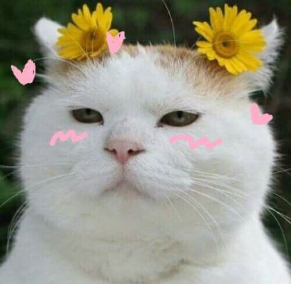 냥줍이