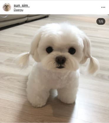 단람쥐