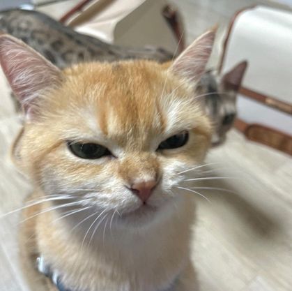깜귤이
