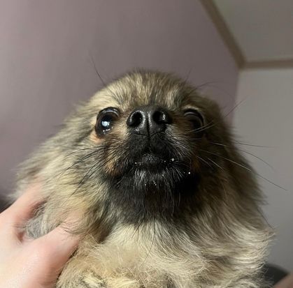 규루