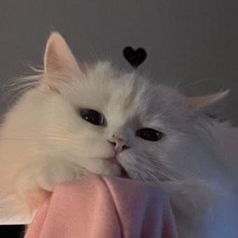총이.‘