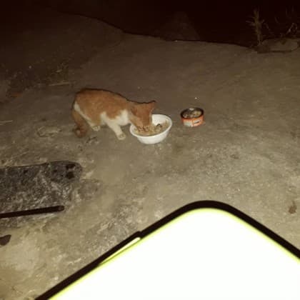 좀비용가리