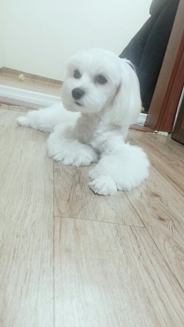 넵튠엘딘