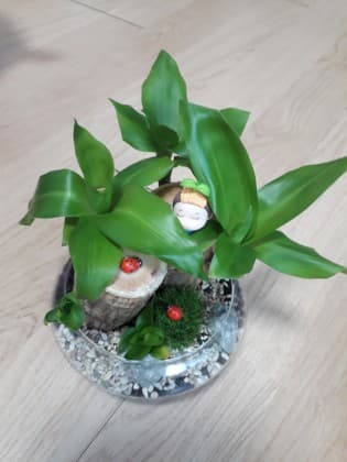 ★야생화★ 프로필