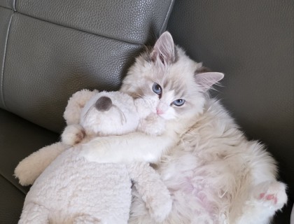 냐아옹