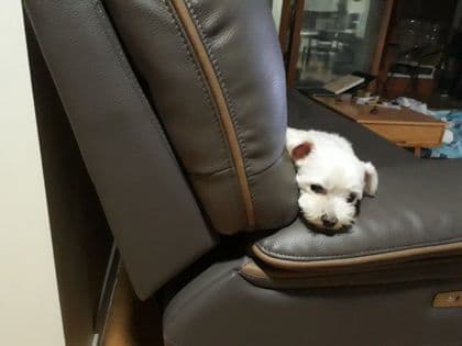 아기천사뚠냥 프로필