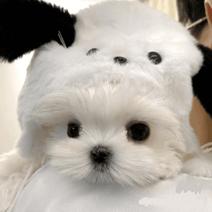 민모