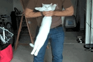 다샤다샤먀옹