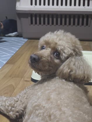 야이사라마 프로필