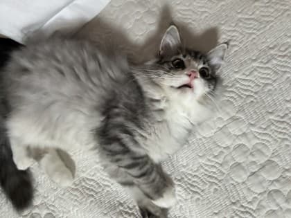 니췐나
