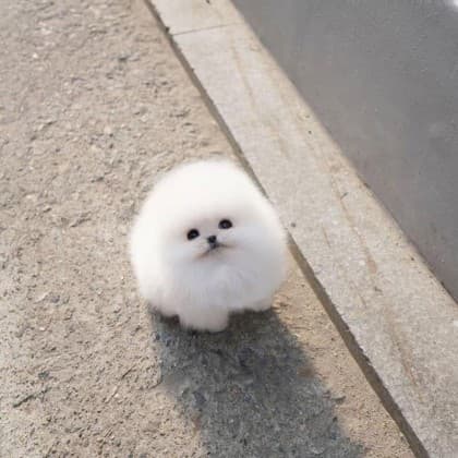 보름둥