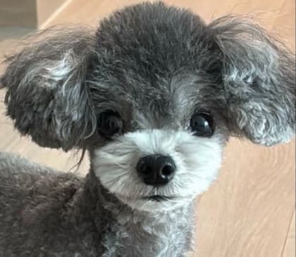 봉지원 프로필