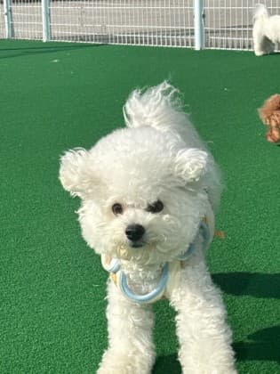 모과?