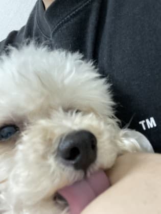 멍멍희
