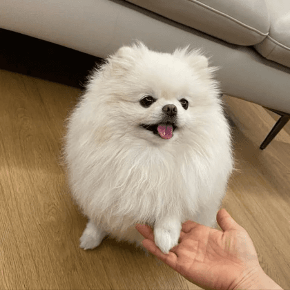 quibblerk 프로필