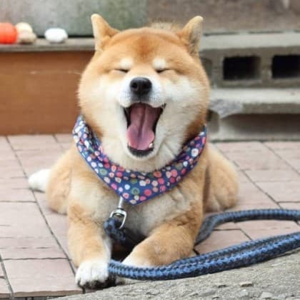 ㅅㅣ바견