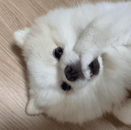 자두딘