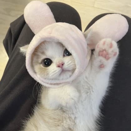 라콩이