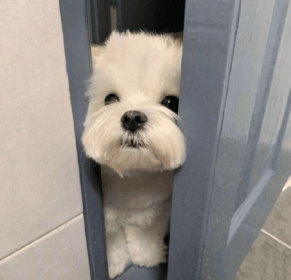 미녜