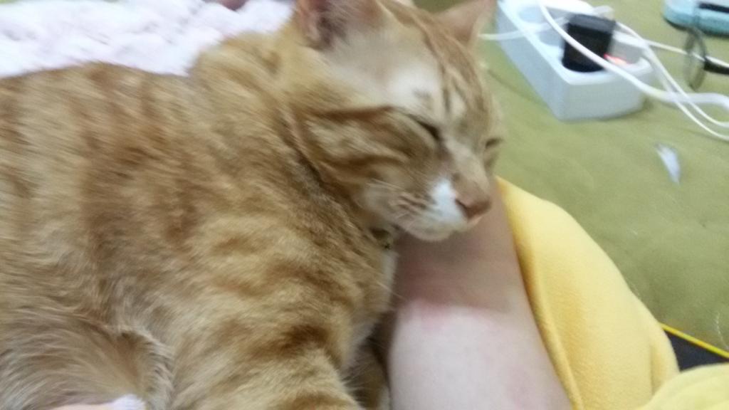 미란고양이