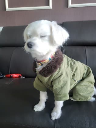비원빛