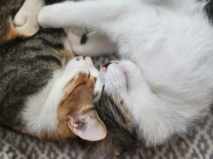 뮤토♥