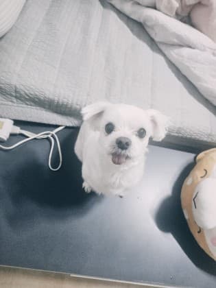 쥐도링.