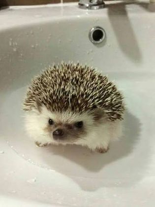 레돗치